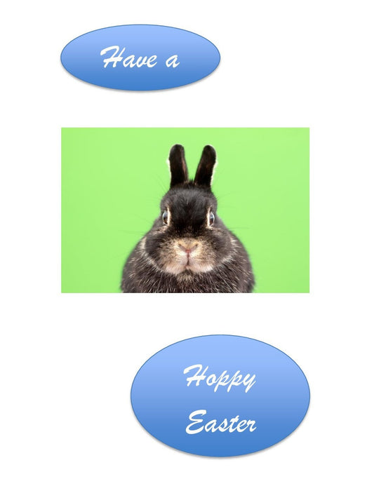 Bunny - Easter Card